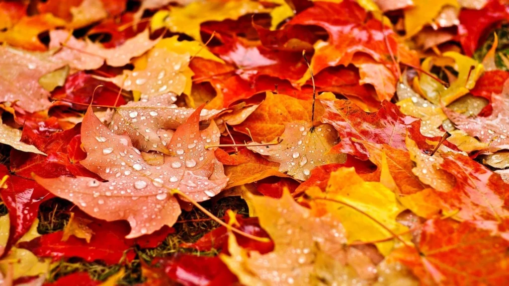 fall leaf stock image