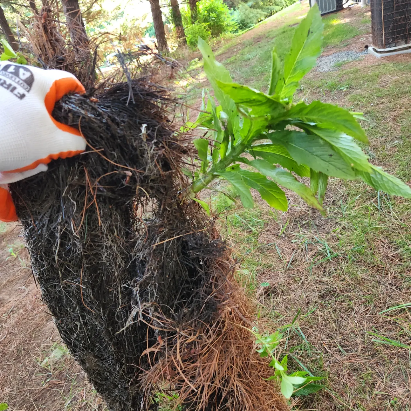 plants grow from pine needles in gutter
