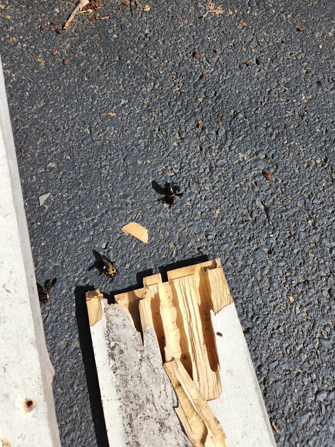 Bees In Fascia Boards How to Prevent Bees From Returning