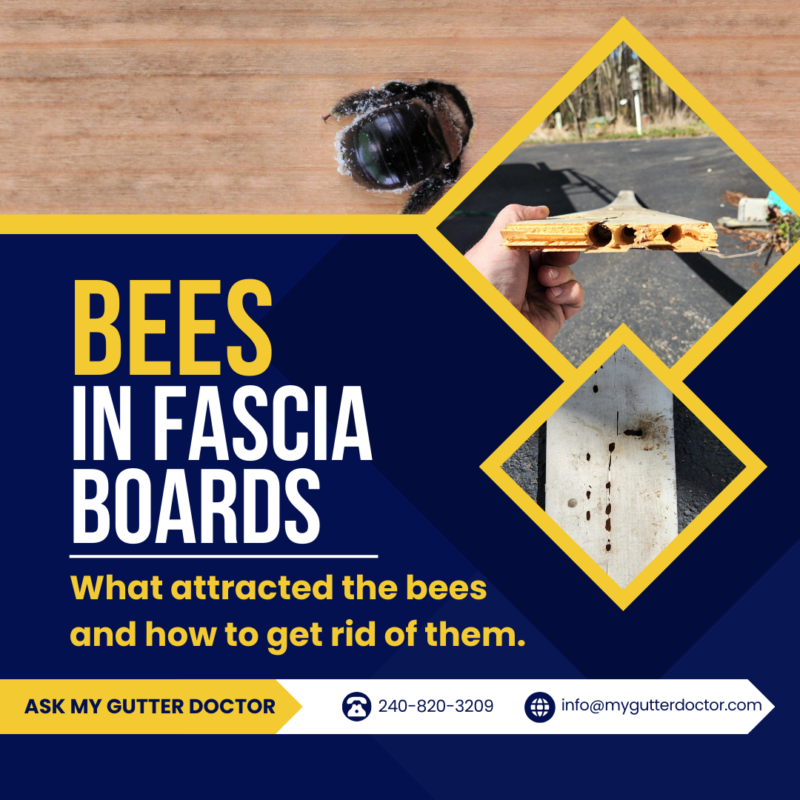 carpenter bees in fascia boards, gutters, or soffit blog image
