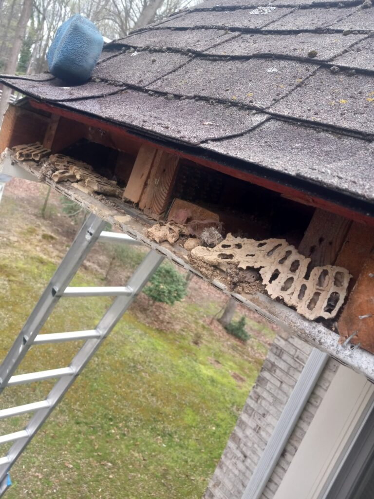 bees nest behind fascia board
