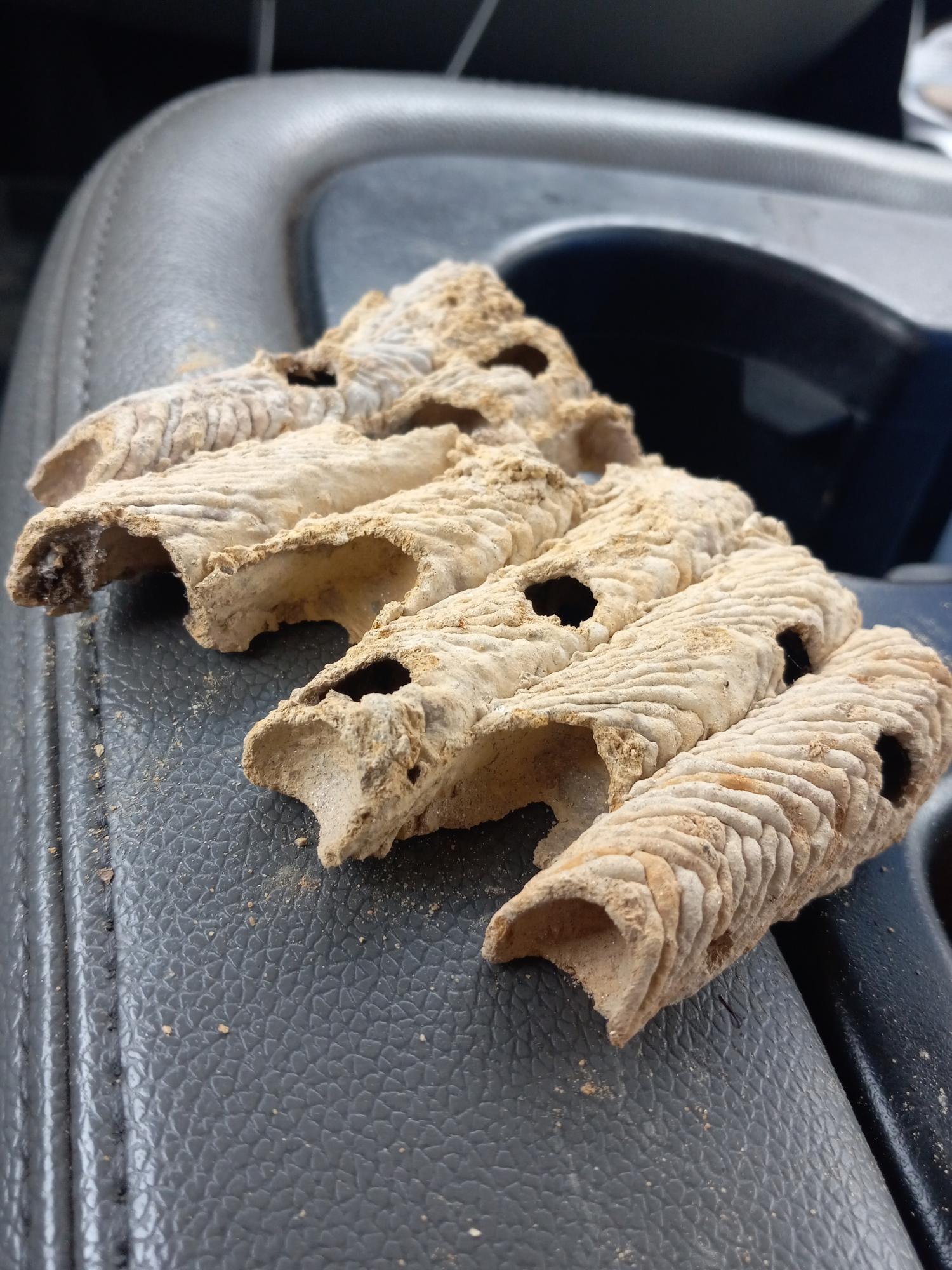 Bees In Fascia Boards How to Prevent Bees From Returning