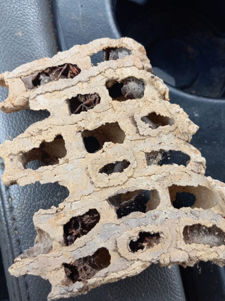 mud dauber nest behind fascia board