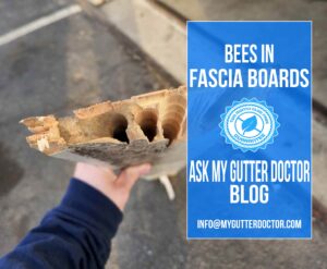 bees in fascia boards