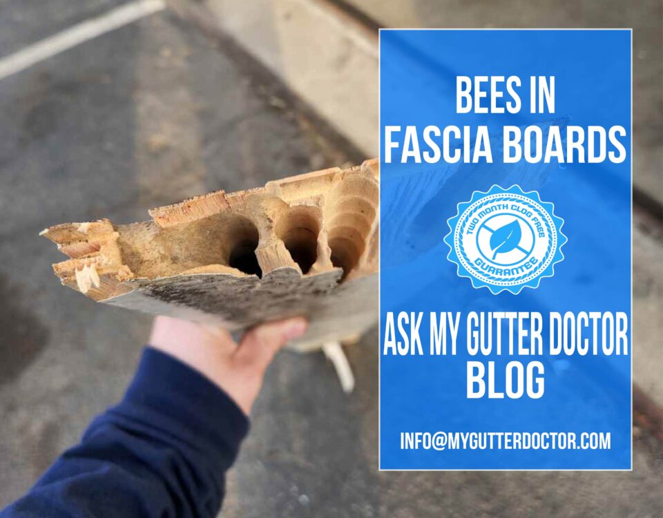 bees in fascia boards