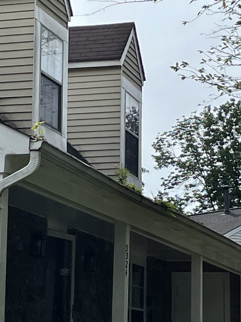 plants growing from gutter