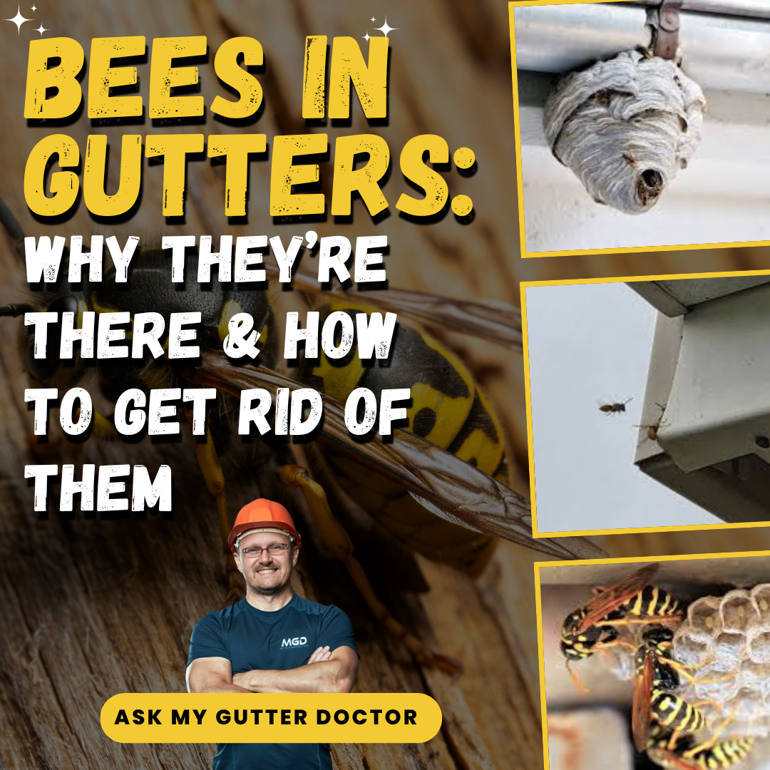 bees in gutters cover image