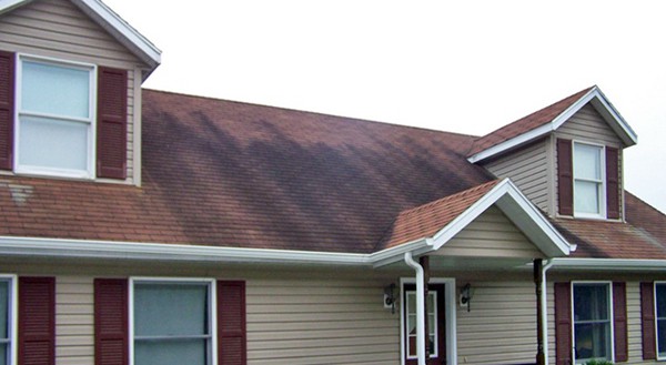 black streaks on roof shingles