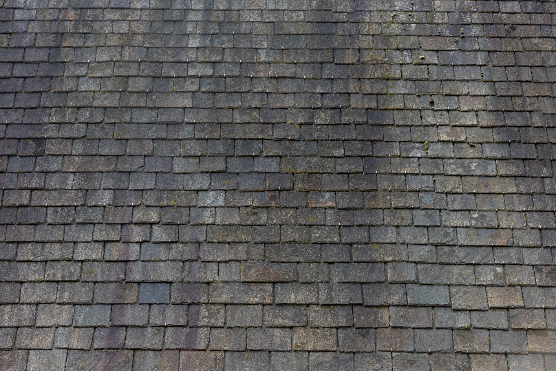 gloeocapsa magma black streaks on roof shingles