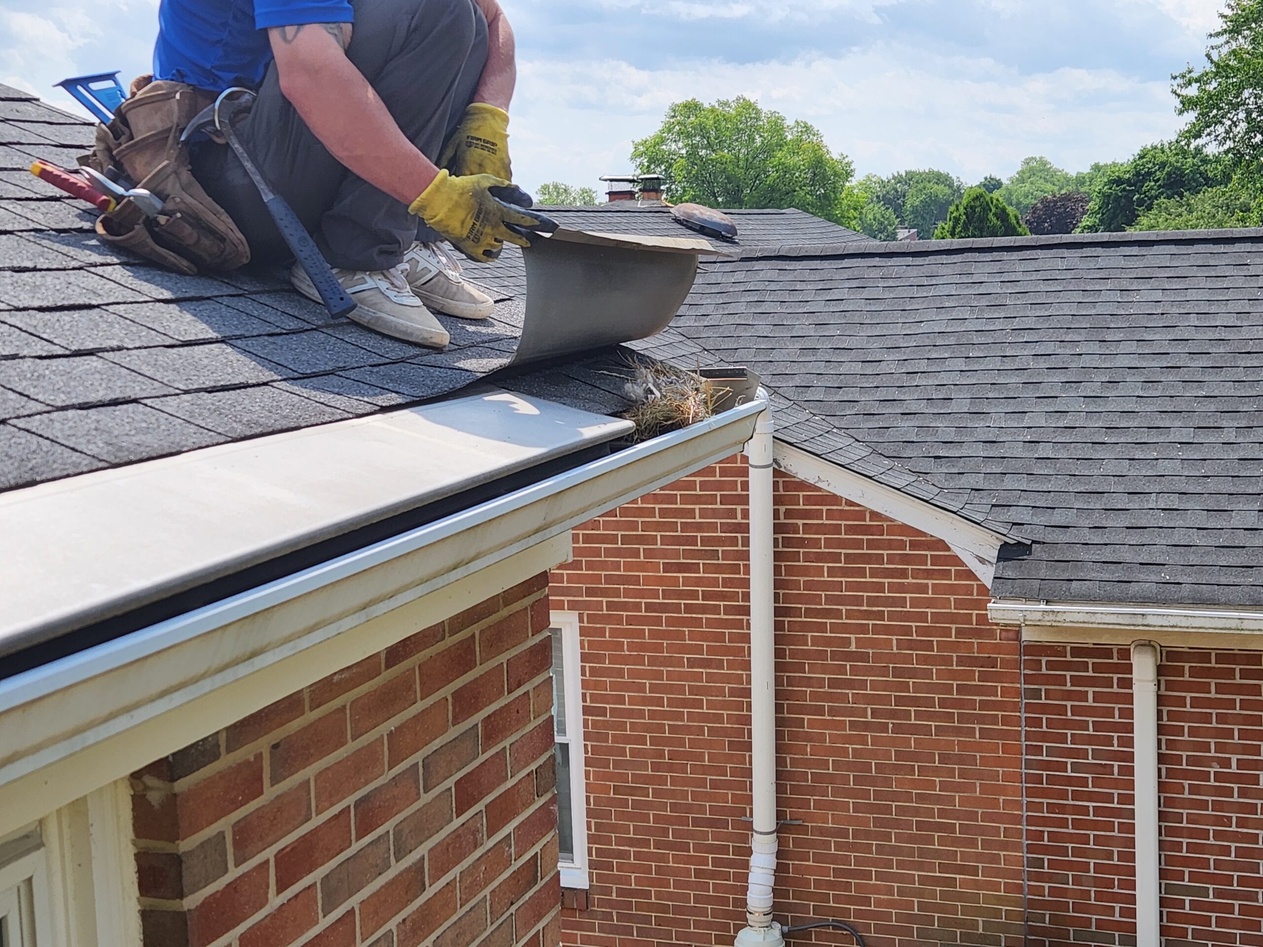 birds nest in gutter