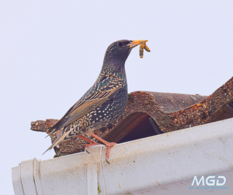 Why Birds Nest In Gutters & How To Prevent Them From Returning