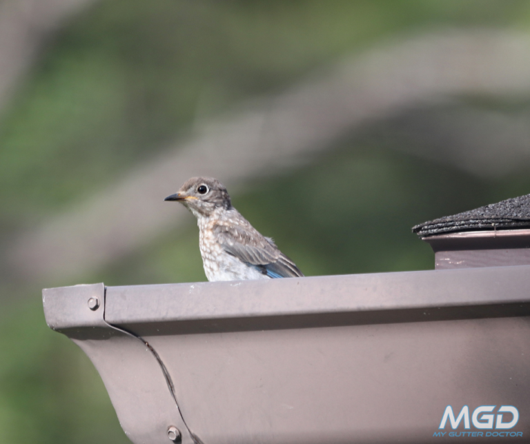 Why Birds Nest In Gutters & How To Prevent Them From Returning