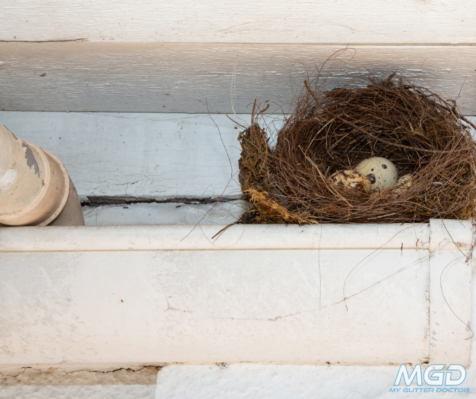 birds nest with live eggs in gutter