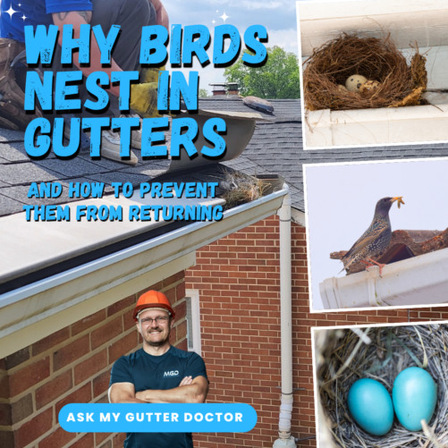 Why Birds Nest In Gutters & How To Prevent Them From Returning