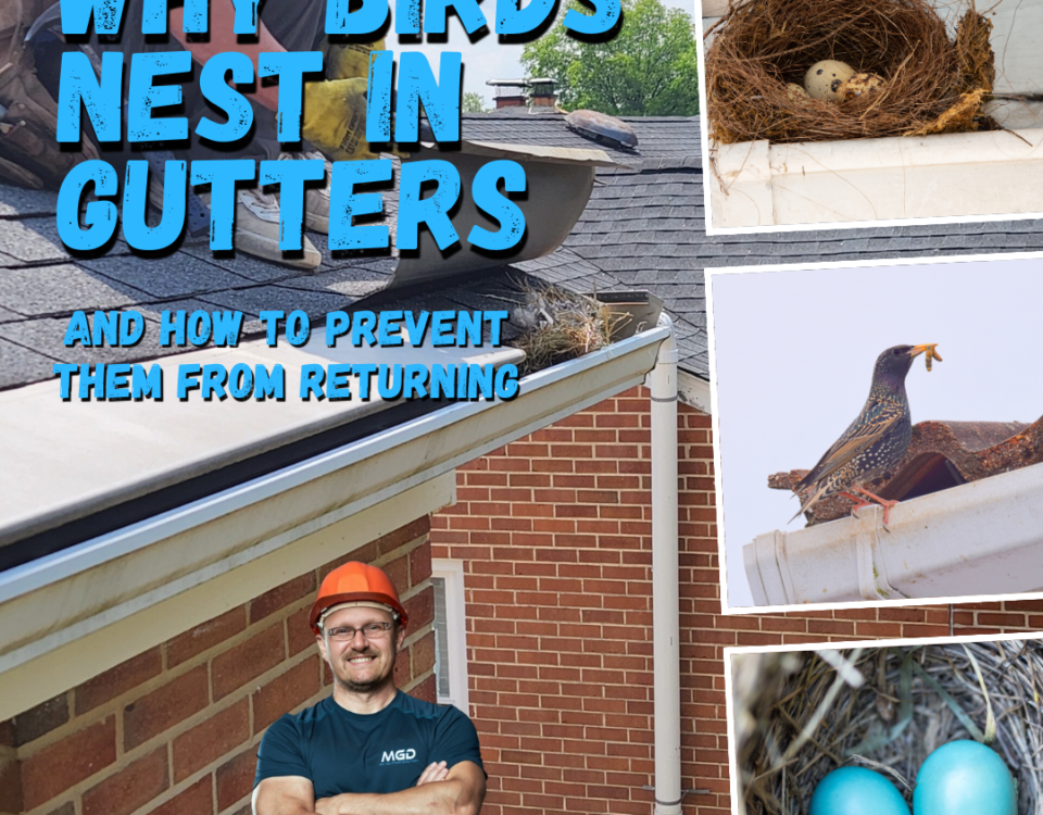 why do birds nest in gutters blog cover image