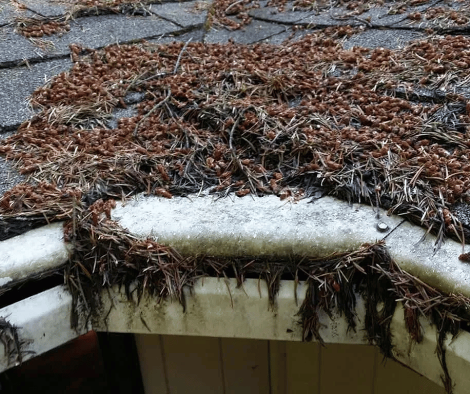 gutter helmet reverse curve gutter guard clogged full with pine needles
