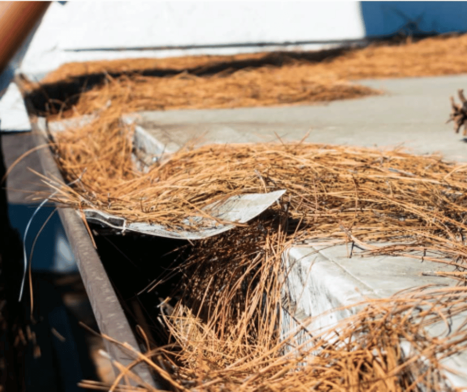 gutter screen clogged with pine needles